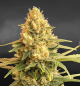 Preview: Samen 3x X Strawberry Banana Auto Nordkraut